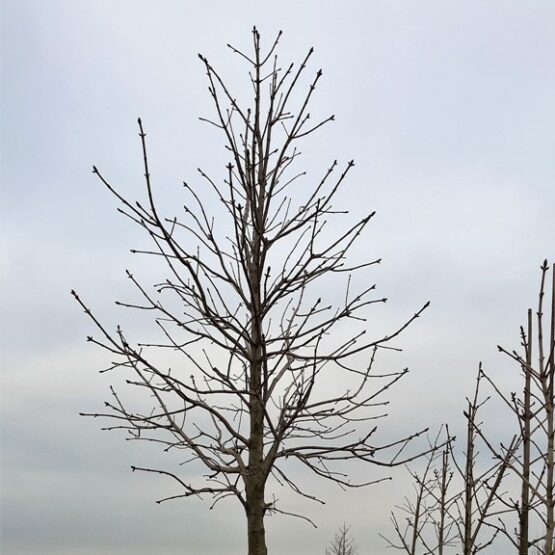 Aesculus hippocastanum 'baumannii'