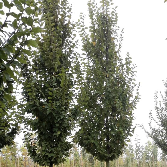 Carpinus betulus 'a. beeckman'