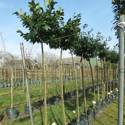 Bomen te koop bij degrootste bomen webshop van Nederland.