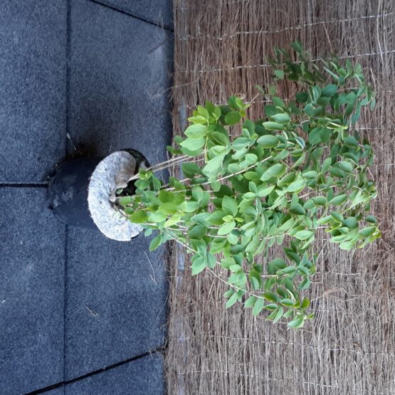 Lonicera xylosteoides