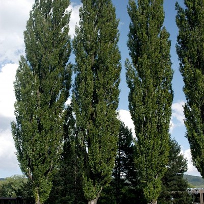 populus nigra italica