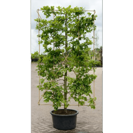 Fagus sylvatica lage lei boom