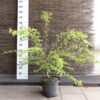 Crataegus monogyna