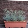 Festuca glauca 'Elijah Blue'