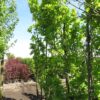 Quercus robur 'Fastigiata Koster'