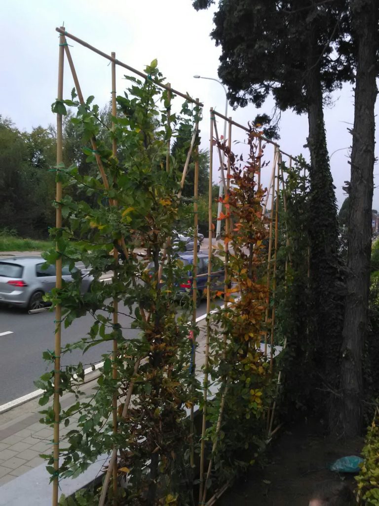 Herfst bomen planten