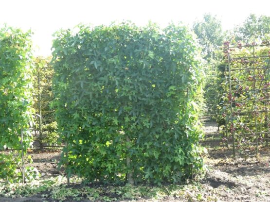 Liquidambar styraciflua ( Amberboom )